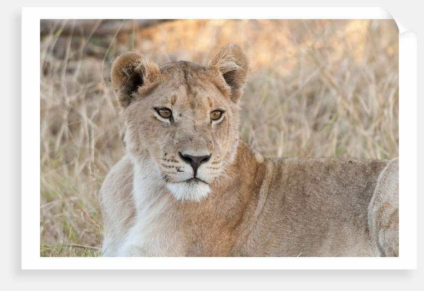 Lion (Panthera leo) by Anonymous