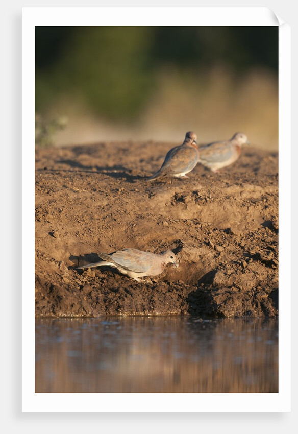 Laughing dove (Streptopelia senegalensis) by Anonymous