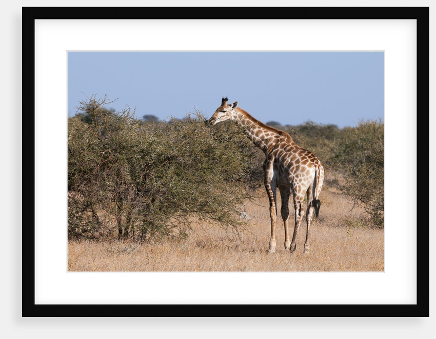 Southern giraffe (Giraffa camelopardalis) by Anonymous