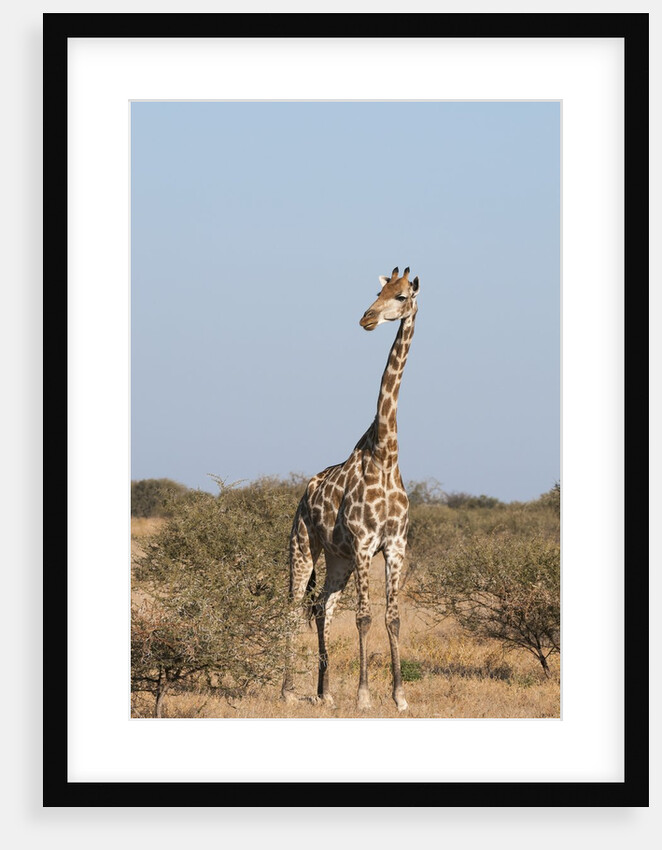 Southern giraffe (Giraffa camelopardalis) by Anonymous