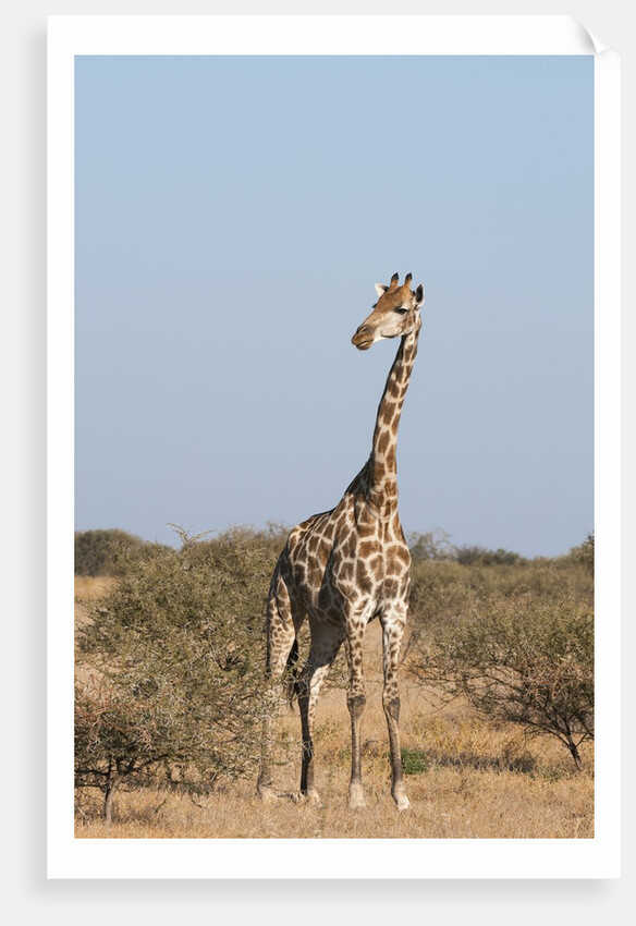 Southern giraffe (Giraffa camelopardalis) by Anonymous