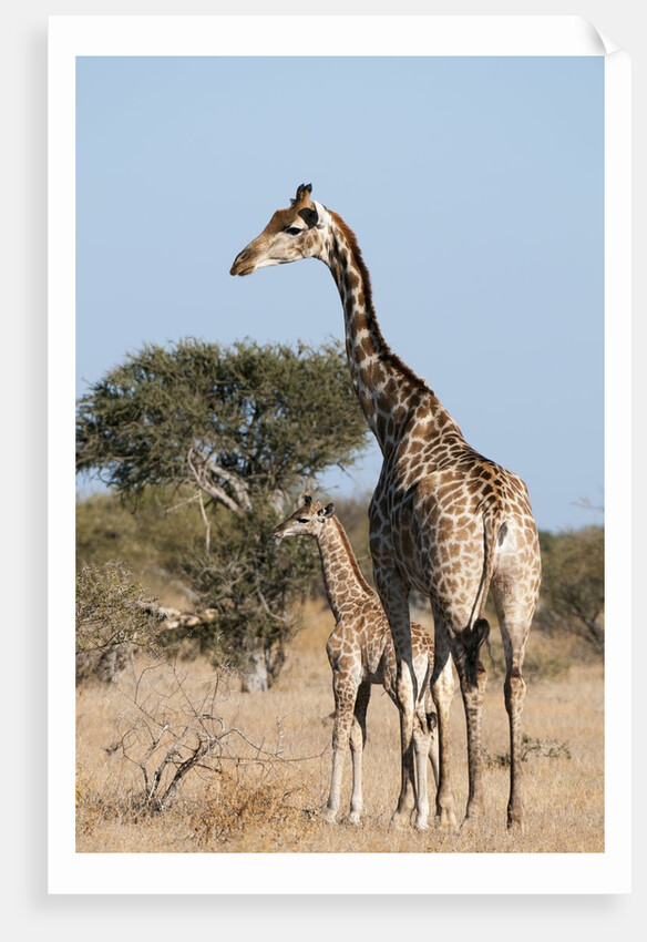 Southern giraffe (Giraffa camelopardalis) by Anonymous