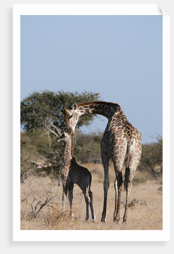Southern giraffe (Giraffa camelopardalis) by Anonymous