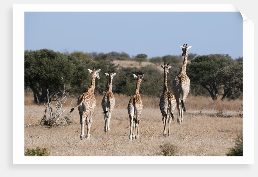 Southern giraffe (Giraffa camelopardalis) by Anonymous