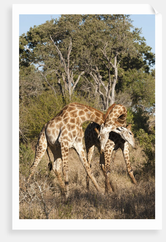Southern giraffe (Giraffa camelopardalis) by Anonymous