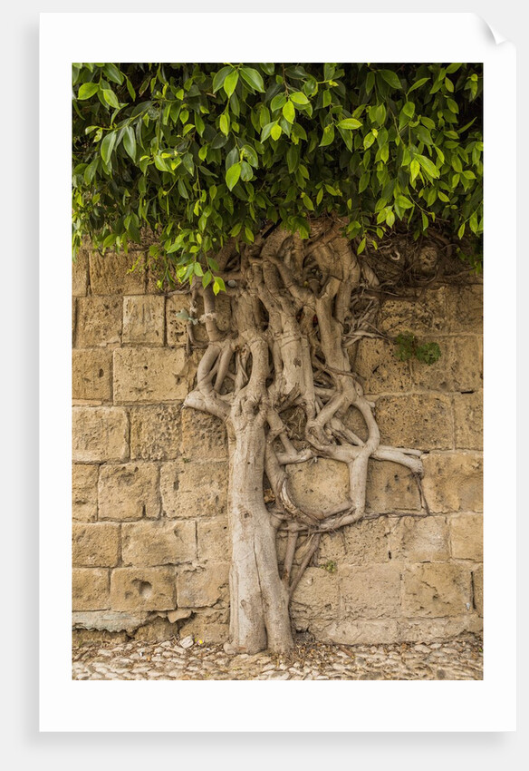 Typical tree by Anonymous