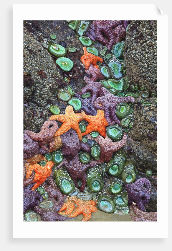 Starfish and rock formations along Indian Beach, Oregon Coast by Anonymous