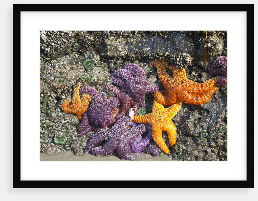 Starfish and rock formations along Indian Beach, Oregon Coast by Anonymous