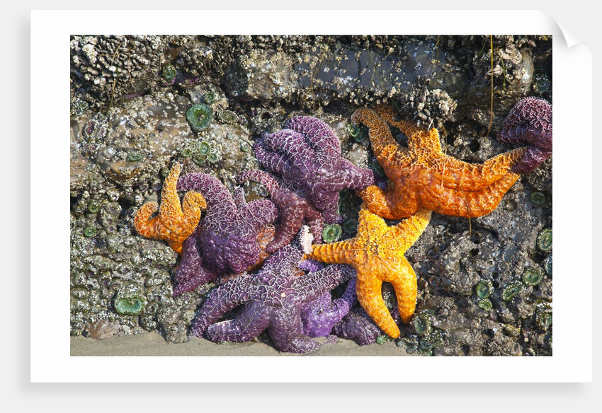 Starfish and rock formations along Indian Beach, Oregon Coast by Anonymous