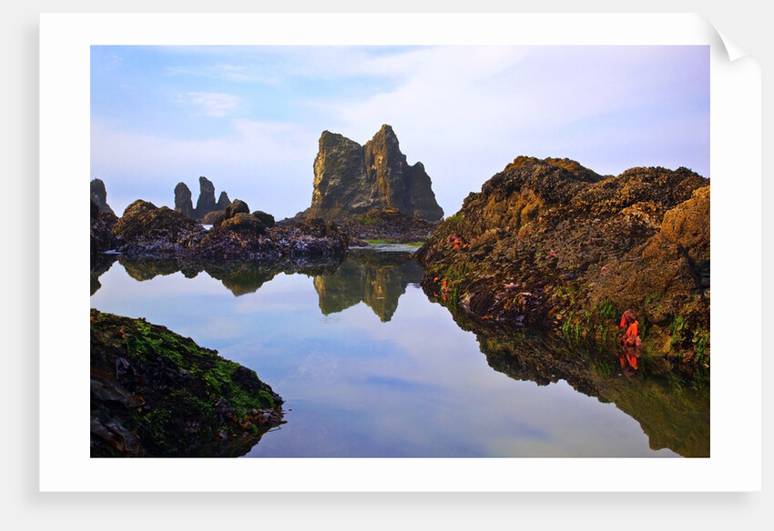 Starfish and rock formations along Indian Beach, Oregon Coast by Anonymous