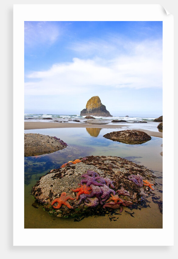 Starfish and rock formations along Indian Beach, Oregon Coast by Anonymous