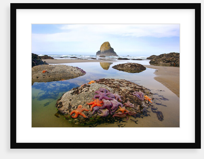 Starfish and rock formations along Indian Beach, Oregon Coast by Anonymous
