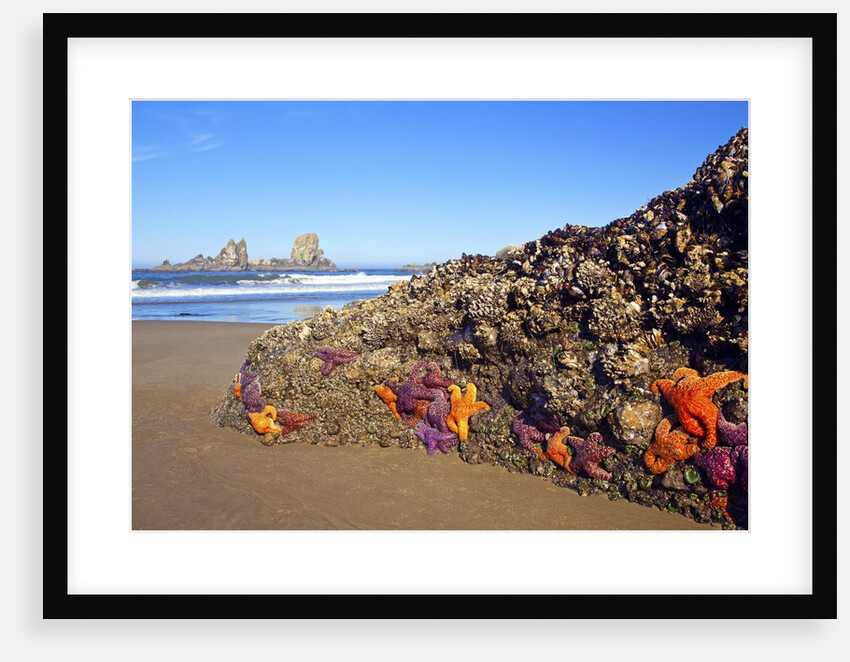 Starfish and rock formations along Indian Beach, Oregon Coast by Anonymous