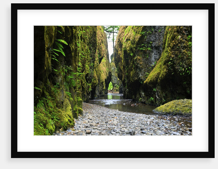 Oneonta creek in Oneonta Gorge, Columbia River National Scenic Area, Oregon, United States by Anonymous