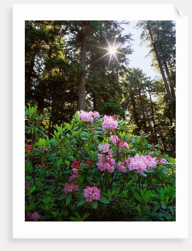 Douglas firs and rhododendrons by Anonymous