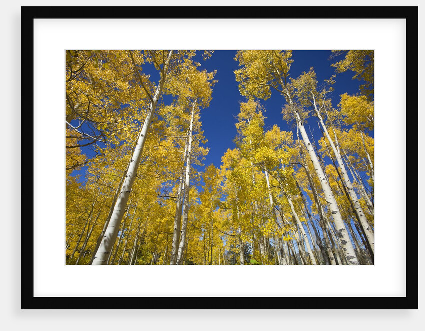Yellow Aspen Trees in Steamboat Springs, Colorado by Anonymous