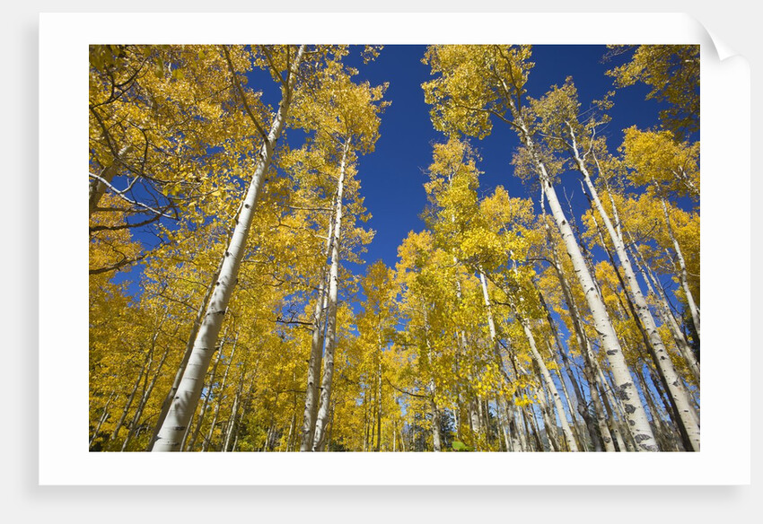Yellow Aspen Trees in Steamboat Springs, Colorado by Anonymous