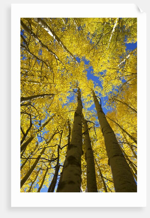 Yellow Aspen Trees in Steamboat Springs, Colorado by Anonymous