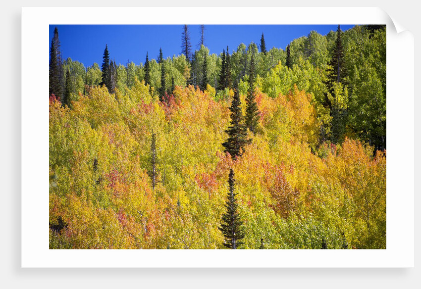 Yellow Aspen Trees in Steamboat Springs, Colorado by Anonymous