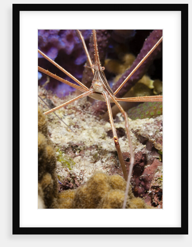 Yellowline Arrow Crab by Anonymous