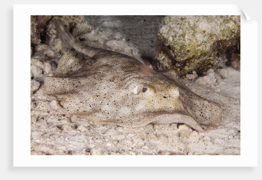 Stingray by Anonymous