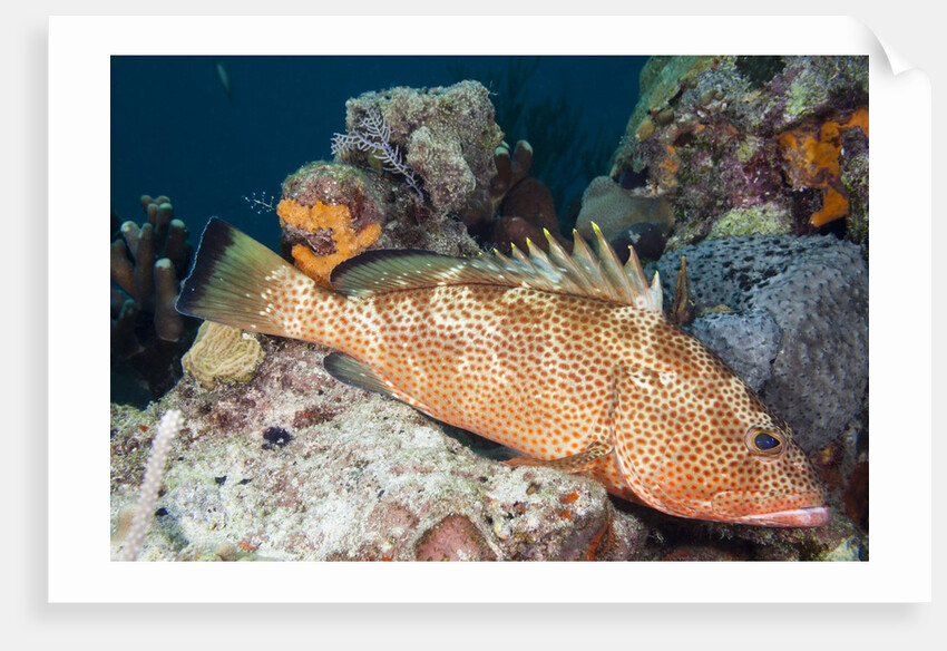 Red Hind by Anonymous