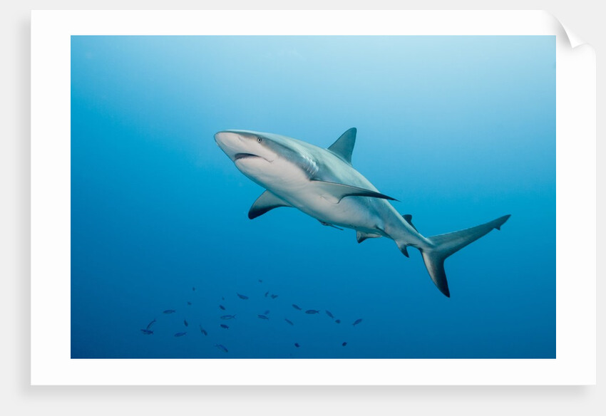 Reef Shark by Anonymous