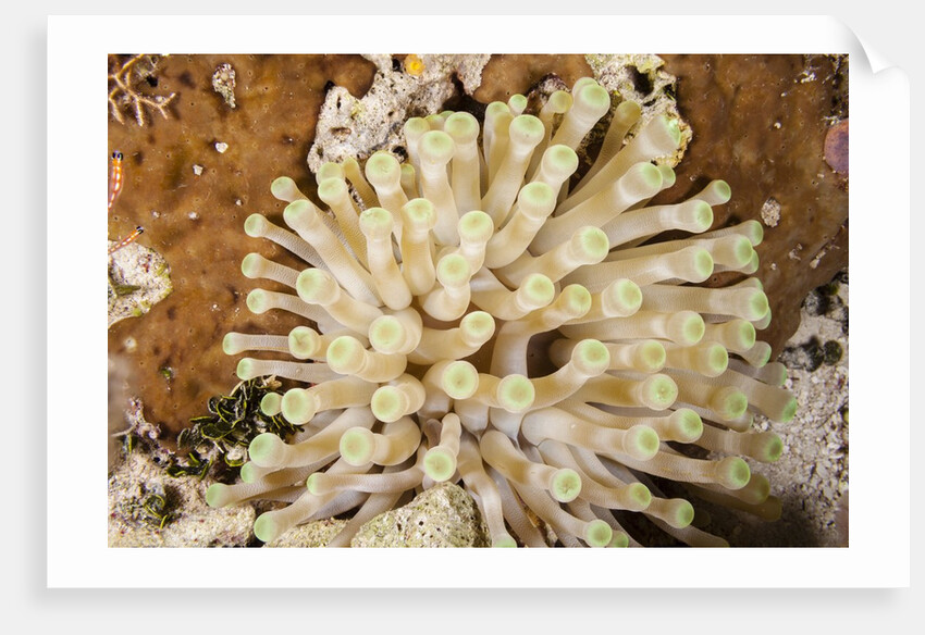 Giant Caribbean Sea Anemone by Anonymous