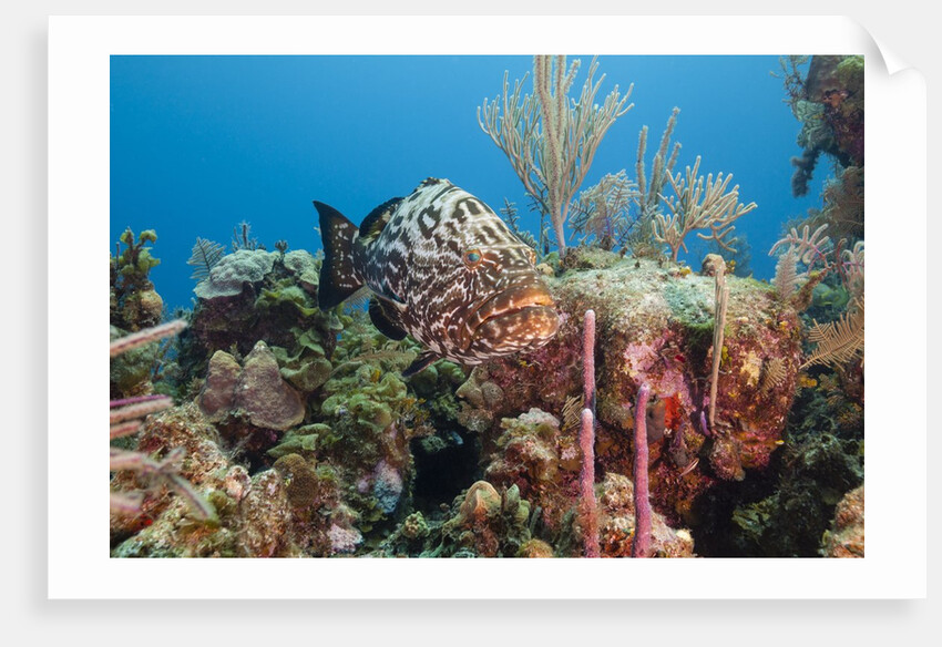 Yellowfish Grouper by Anonymous