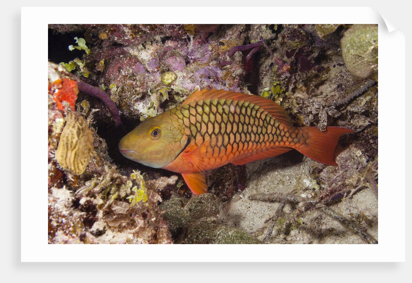 Stoplight Parrotfish by Anonymous