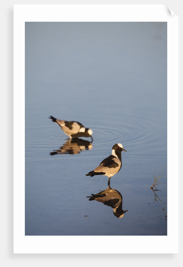 Blacksmith Plover by Anonymous