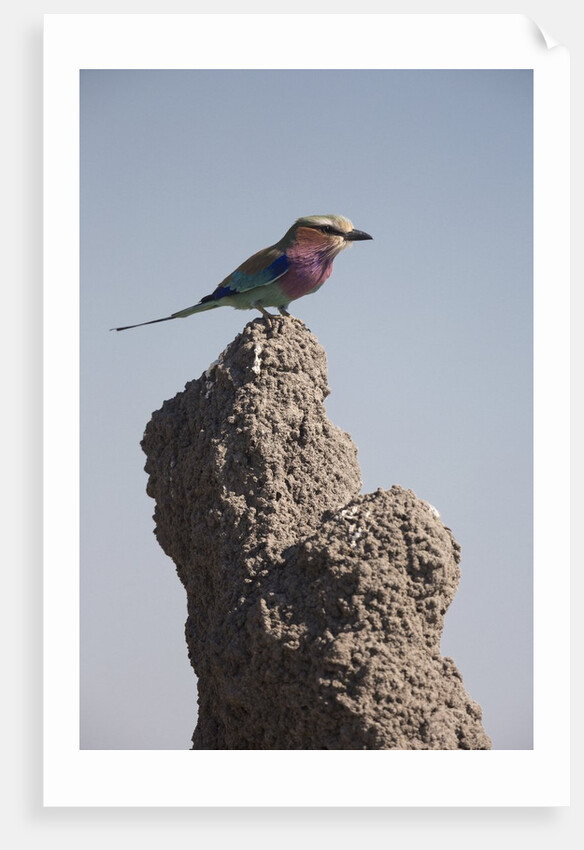 Lilac Breasted Roller by Anonymous