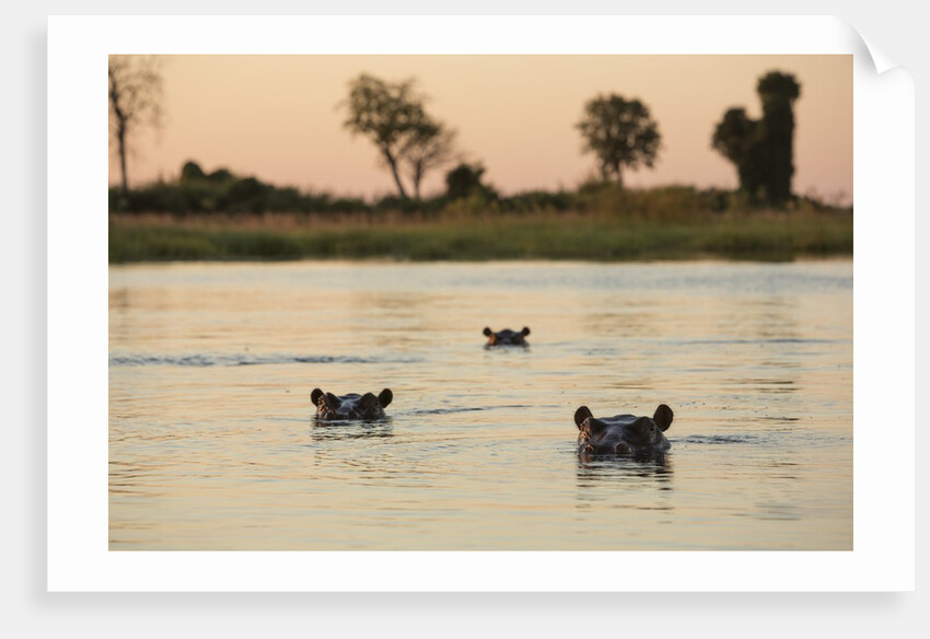 Hippopotamus, Botswana by Anonymous