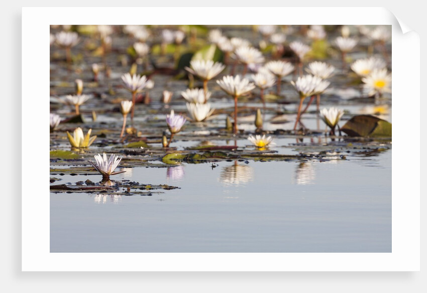 Wild Water Lilies by Anonymous
