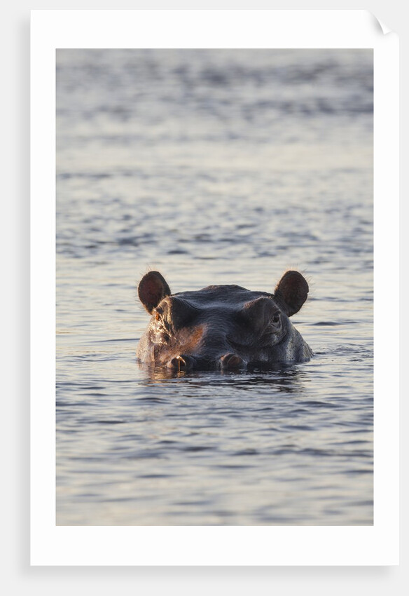 Hippopotamus, Botswana by Anonymous