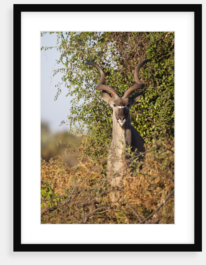 Greater Kudu by Anonymous