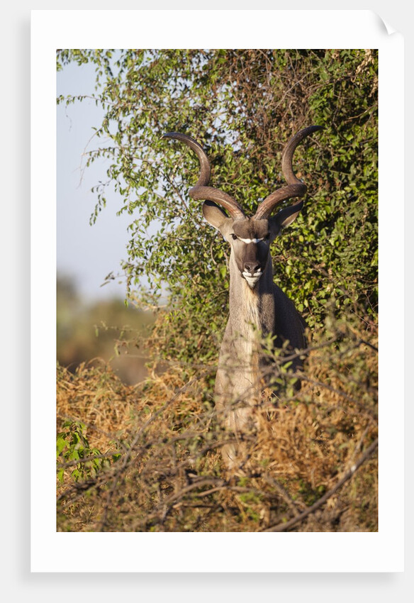 Greater Kudu by Anonymous