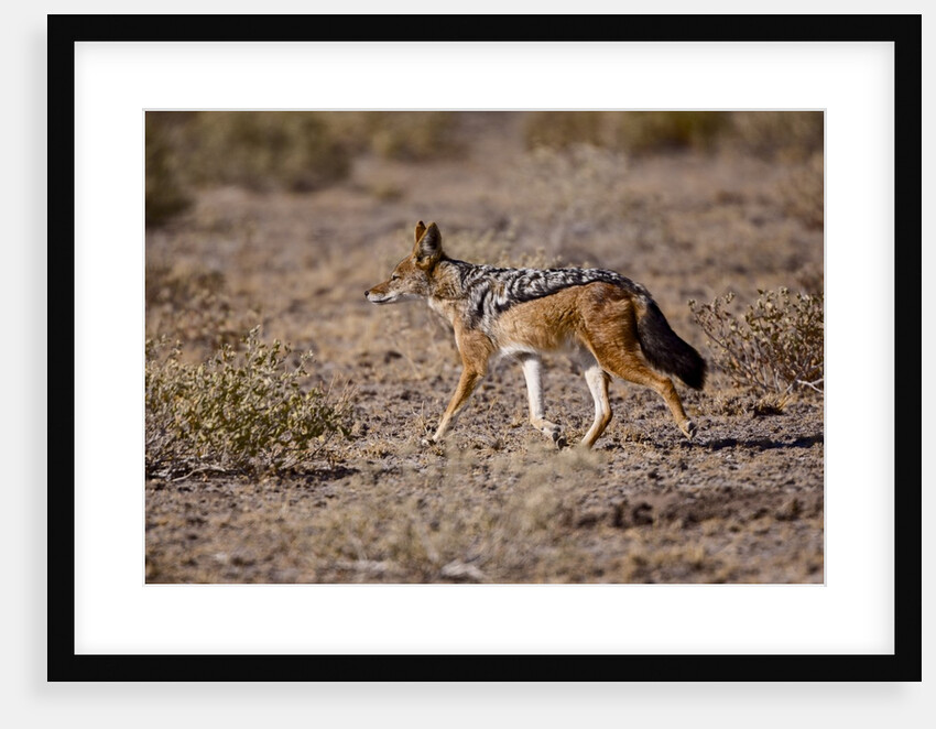 Cape Fox by Anonymous
