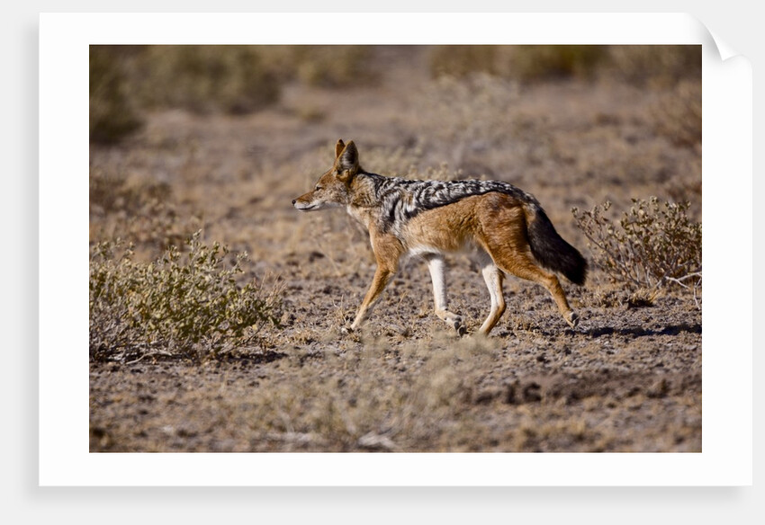 Cape Fox by Anonymous