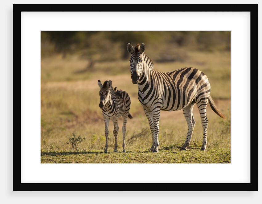 Burchell's Zebra Foal and Mother by Anonymous