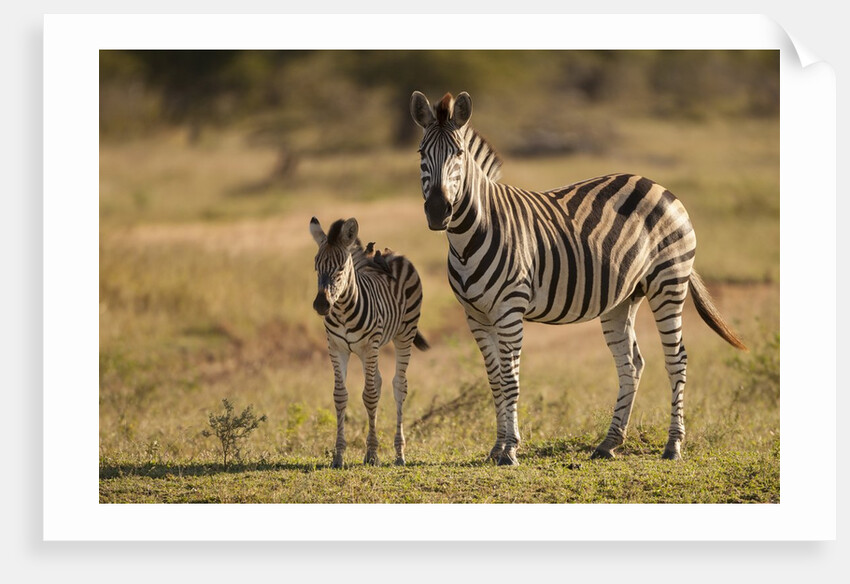 Burchell's Zebra Foal and Mother by Anonymous