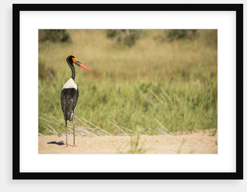 Saddle Billed Stork by Anonymous