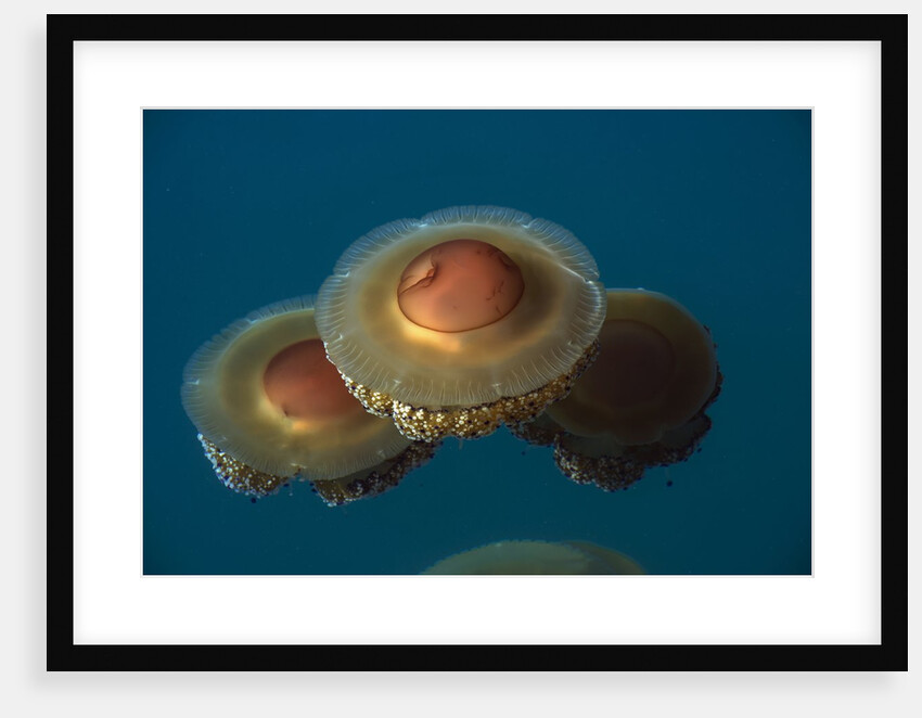 Jellyfish, Cotylorhiza tuberculata, Jellyfish bloom, Mediterranean, Greece by Anonymous