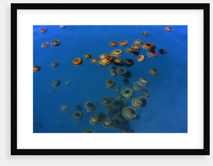 Jellyfish, Cotylorhiza tuberculata, Jellyfish bloom, Mediterranean, Greece by Anonymous
