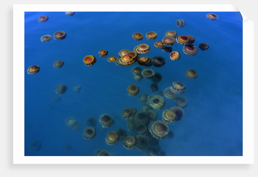 Jellyfish, Cotylorhiza tuberculata, Jellyfish bloom, Mediterranean, Greece by Anonymous