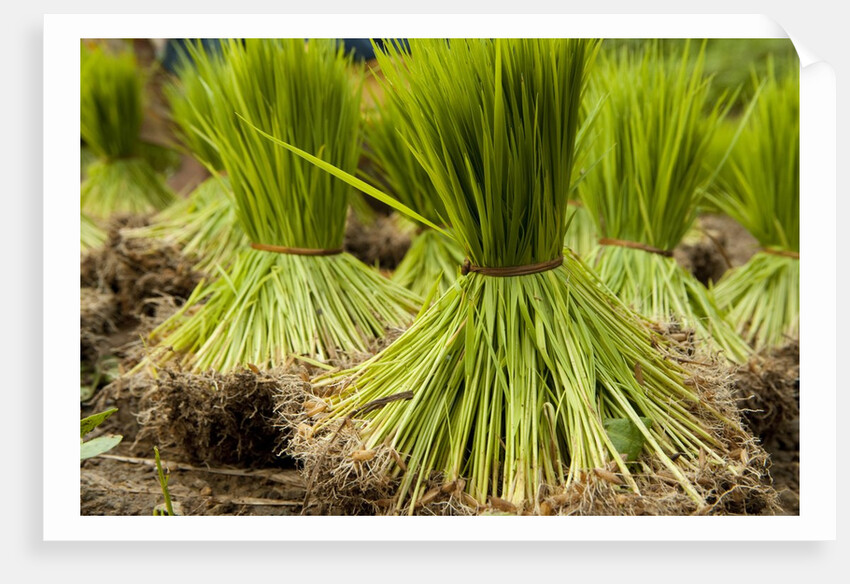 Paddy seeds, ready to sent to the paddy field. by Anonymous