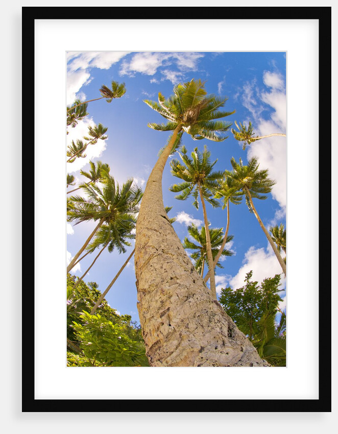 Curvy coconut palm tree. by Anonymous