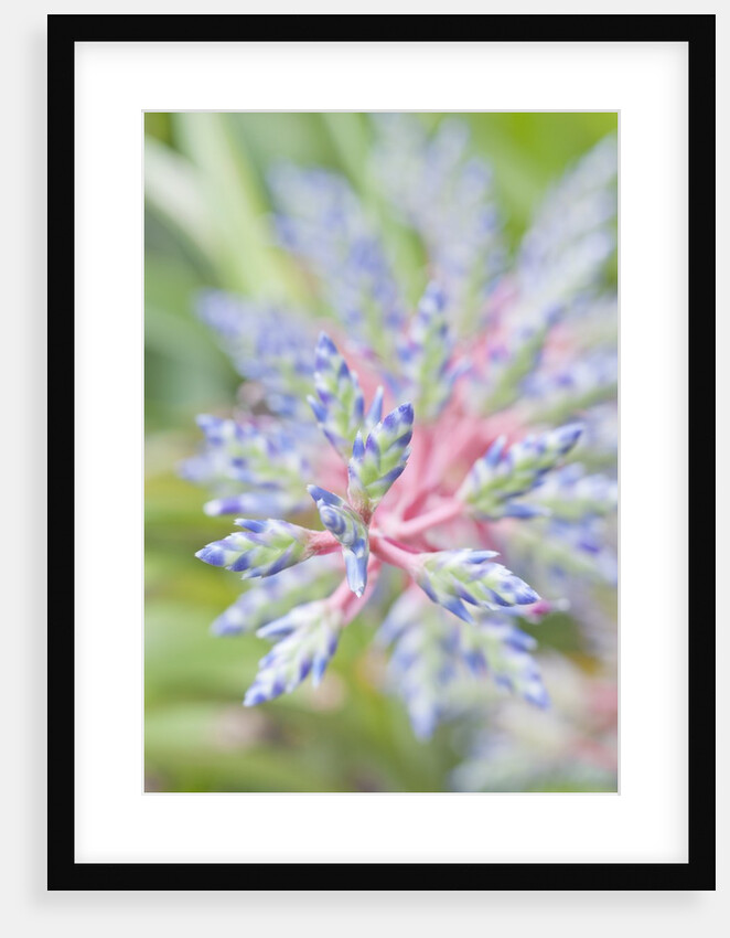 Bromeliad Flower by Anonymous