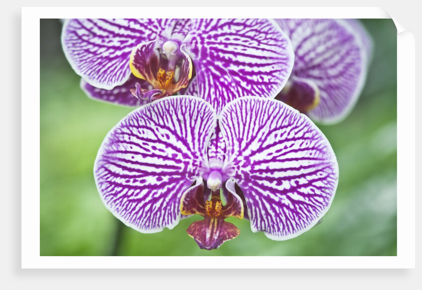 Orchid by Anonymous