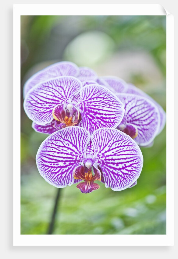 Orchid by Anonymous